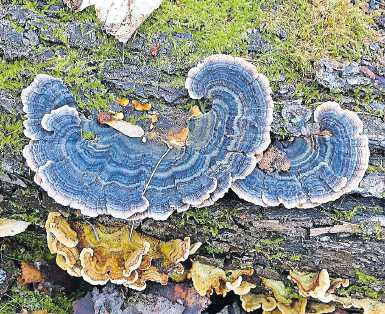 Attraktiver Holzzersetzer:Trameten gibt es auch in blauer Färbung zu bestaunen. FOTO: LADWIG