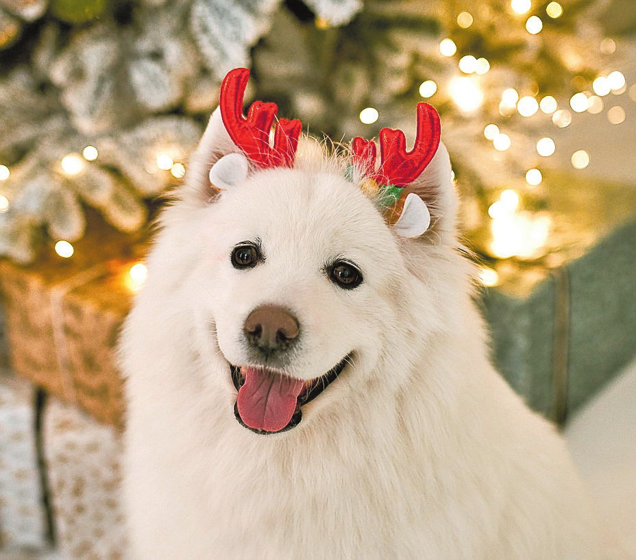 Nicht nur Zweibeiner freuen sich an Nikolaus oder Weihnachten über eine köstliche Kleinigkeit. FOTO: VALERII APETROAIEI -STOCK.ADOBE