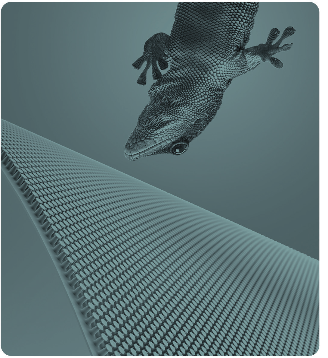 Vorbild Gecko: Binder hat eine klebstofffreie, mikrostrukturierte Silikonfolie mit ca. 29.000 Haftelementen pro Quadratzentimeter entwickelt