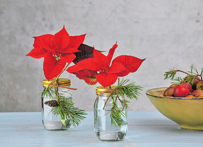 Die roten Triebe der Weihnachtssterne lassen sich ähnlich wie Schnittblumen in ein Glas stellen.