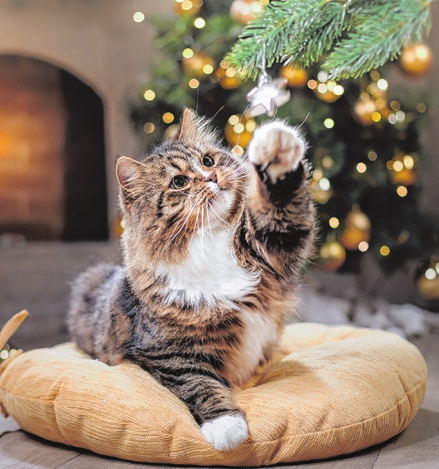 Besonders Katzen sind neugierig und finden immer wieder „Spielzeug“ an Weihnachtsbaum und Co. Foto: annaav/adobe stock.com