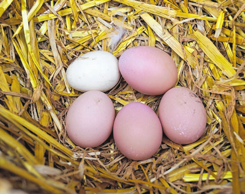 Auch die Eier der Suntheimer Zwerghühner sind klein, hier ein Nest mit Legeei.