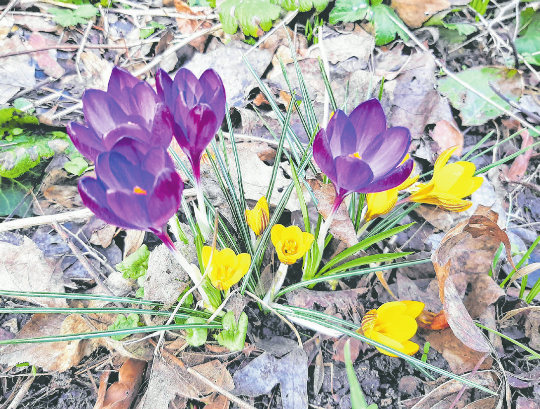 Hingucker: Frühjahrsblumen wachsen noch besser, altes Laub entfernt wird.  wenn Fotos (2): Christian Treffer