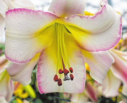 Die Blüte der,Bejing Moon' kombiniert ein reines Weiß mit einem zarten Pink.