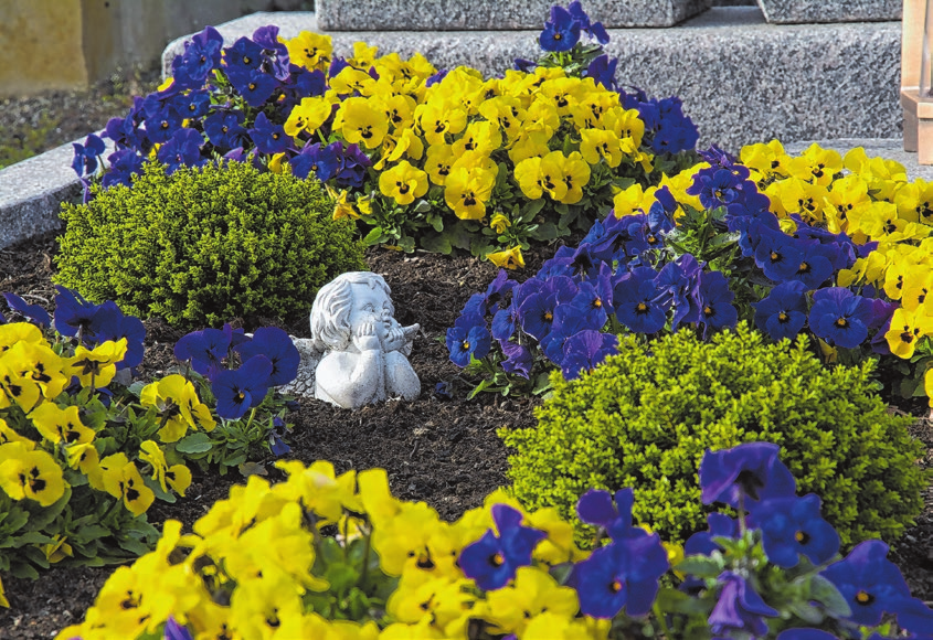Stiefmütterchen bringen besonders viel Farbe und Lebendigkeit aufs Grab. Foto: lotharnahler/adobe stock/com