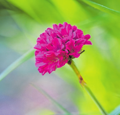 Die Grasnelke ist Blume des Jahres 2024. Foto: Nennieinszweidrei/Pixabay