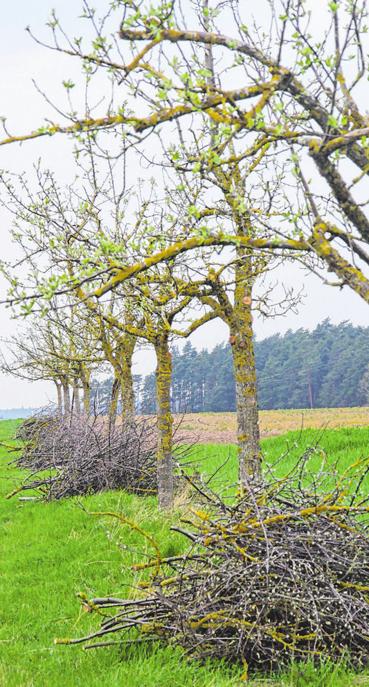 Auch der Baumschnitt gehört zu den Aufgaben im Frühjahr. Foto: Fritz Arnold