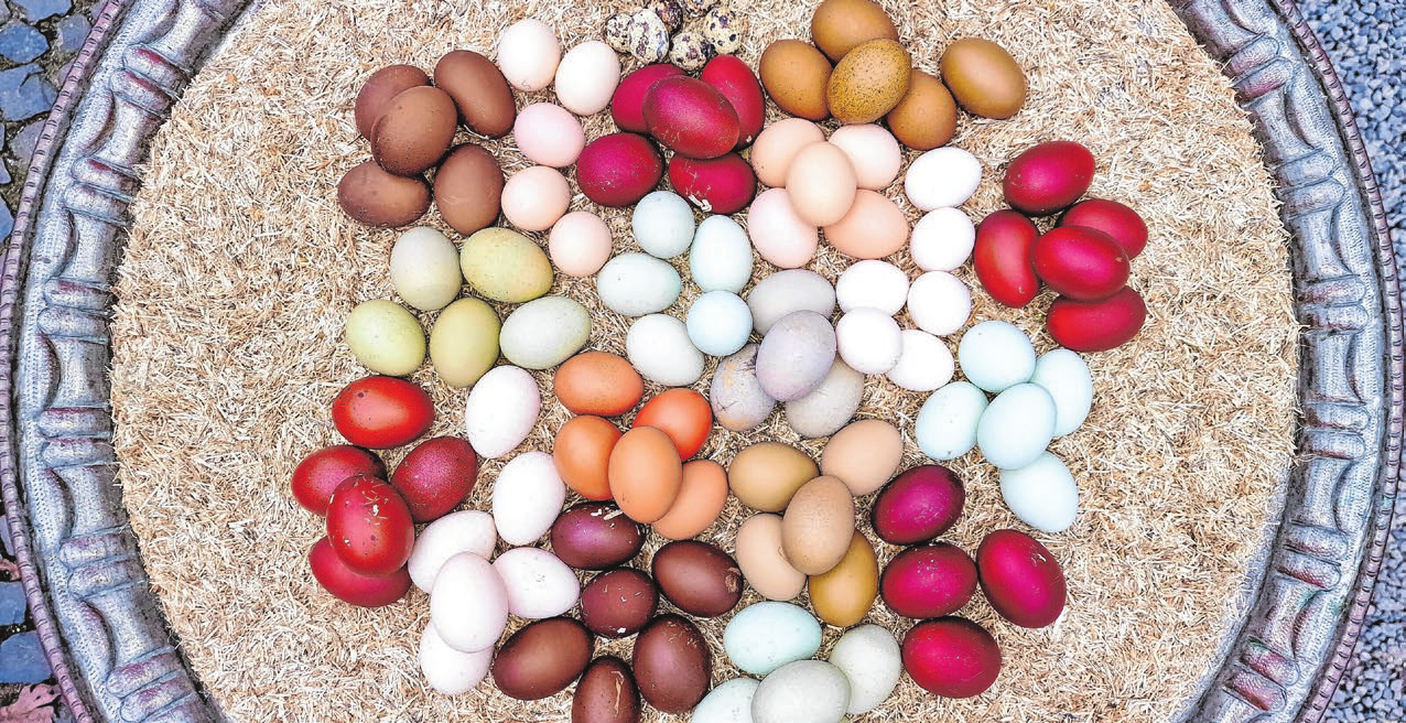 Garantiert nicht gefärbt: All diese Eier stammen von buntlegenden Hühnern, die meisten von ihnen sind Vertreter alter Rassen. Foto: naturbunteeier.de/dpa-mag