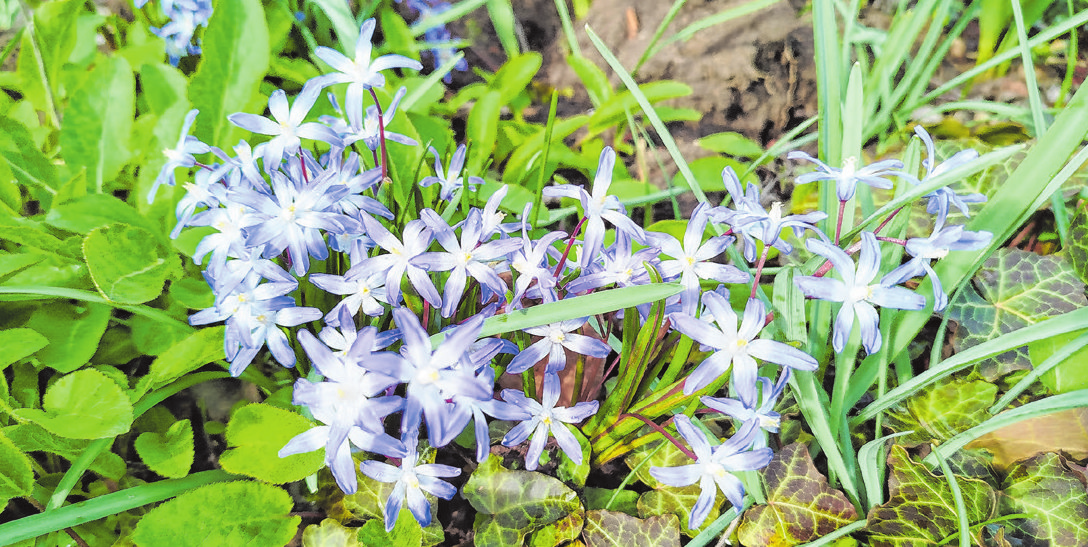 Bunte Pracht: Überall blüht es und herrscht Leben im Garten. Der Frühling ist da! Foto: Christian Treffer