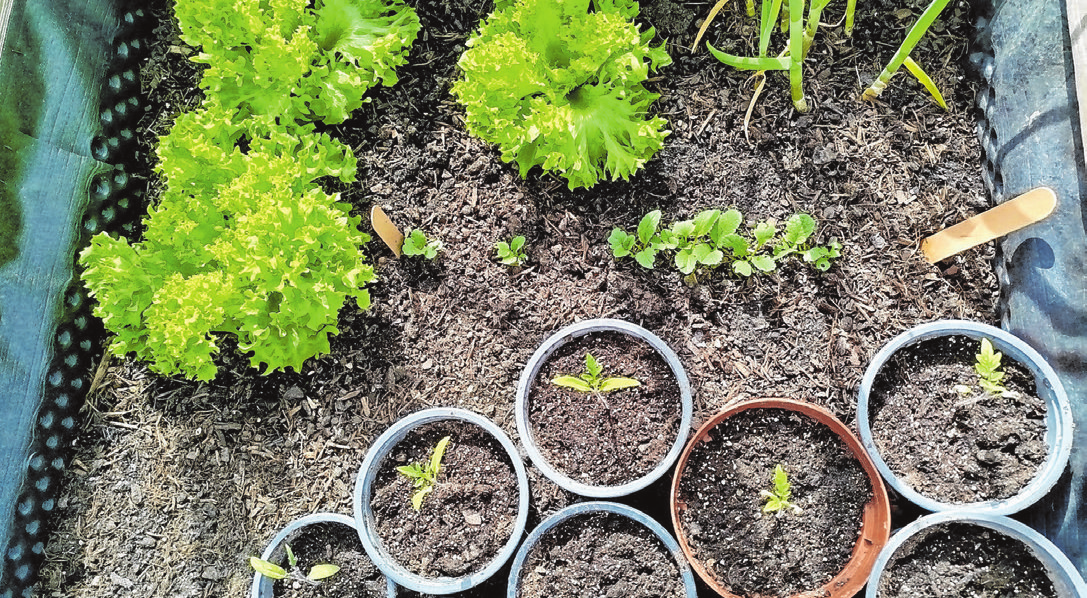 Gartenfreuden: Im Frühjahr ist Pflanz- und Blütezeit. Viele neue Projekte warten. Fotos: Christian Treffer