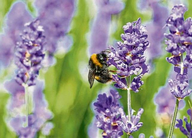 Blütenpflanzen sind die wichtigste Nahrungsquelle für viele Insekten. Foto: Marcin Rogozinski - stock.adobe.com