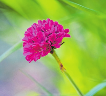 Die Grasnelke ist Blume des Jahres 2024. Foto: Nennieinszweidrei/Pixabay