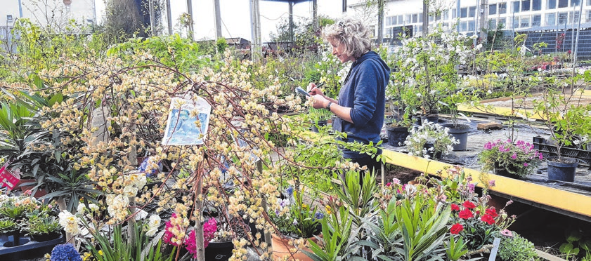 Karin Finsel stellt die Pflanzenbestellungen für den nächsten Tag zusammen, damit die Kunden all das finden, was sie für ihren Garten oder Balkon haben wollen.