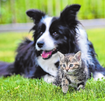 Für Hund und Katze sind das Impfen und Entwurmen wichtig. FOTO: PATRICK PLEUL
