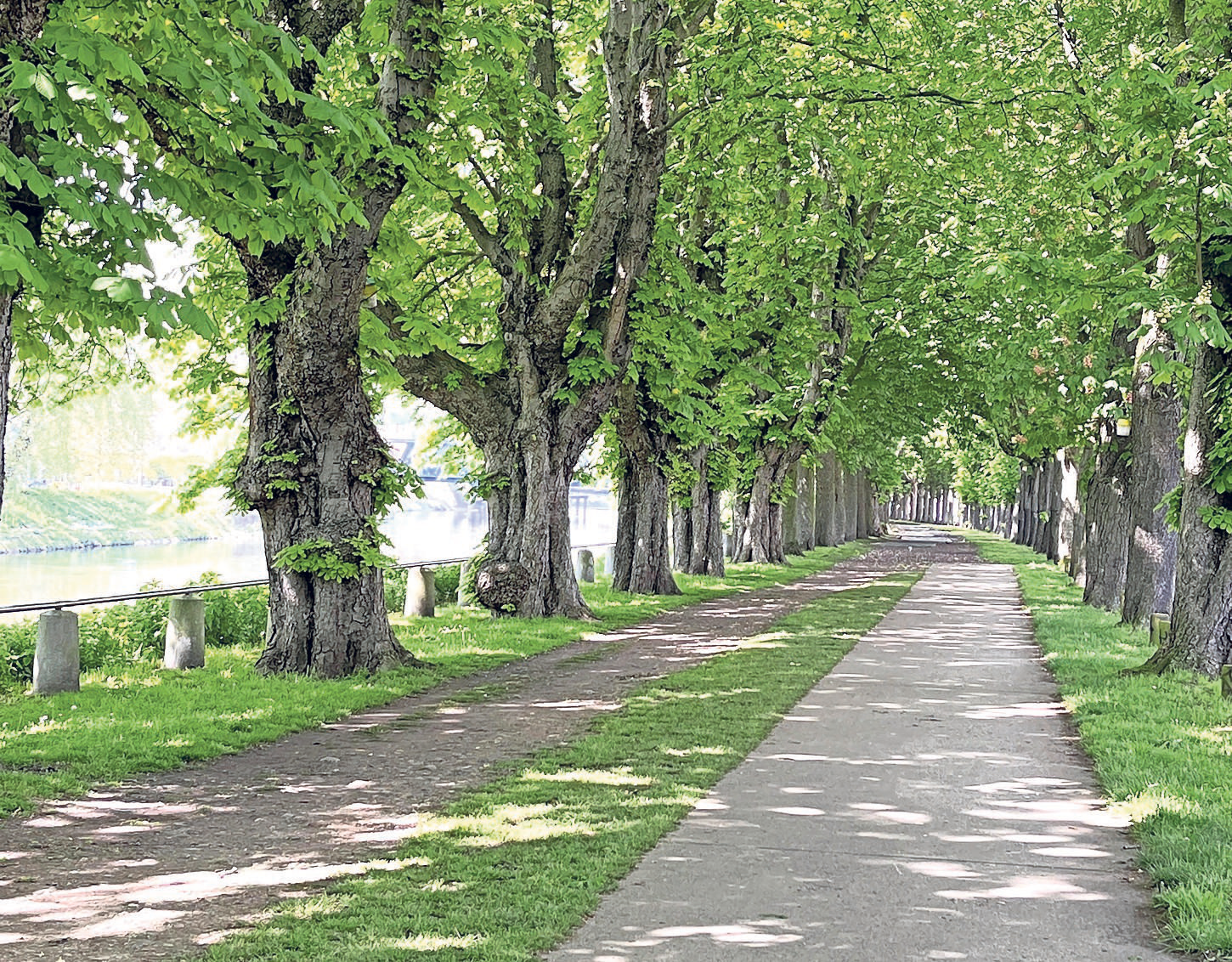 Den Quai des Ardennes säumen hunderte Meter lange Alleen mit wunderschönen Bäumen. FOTO: ROLF MINDERJAHN