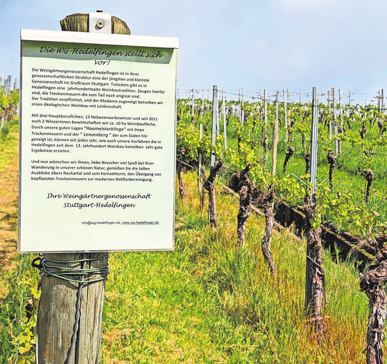 Überall entlang der Weinwanderroute gibt es Infotafeln.