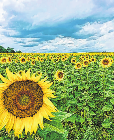 Sonnenblumenfeld von Maria M. Koller