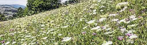 Fotos: WildblumenWiesenVerein