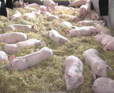 Schweine werden auf Stroh im Wohlfühlstall gehalten.
