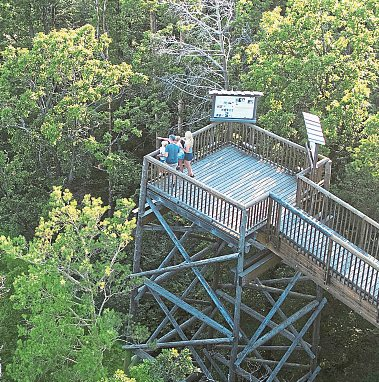 Luftige Höhe: Auf dem Baumwipfelweg Althodis erlebt man den Wald aus einzigartiger Perspektive. Foto: Burgenland Tourismus/Motionmanager Hackl