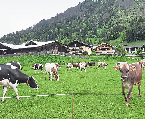 Freilauf für Lederers Kühe, die den Auslauf auf den großen Weideflächen im Mölltaler Rangersdorf genießen.