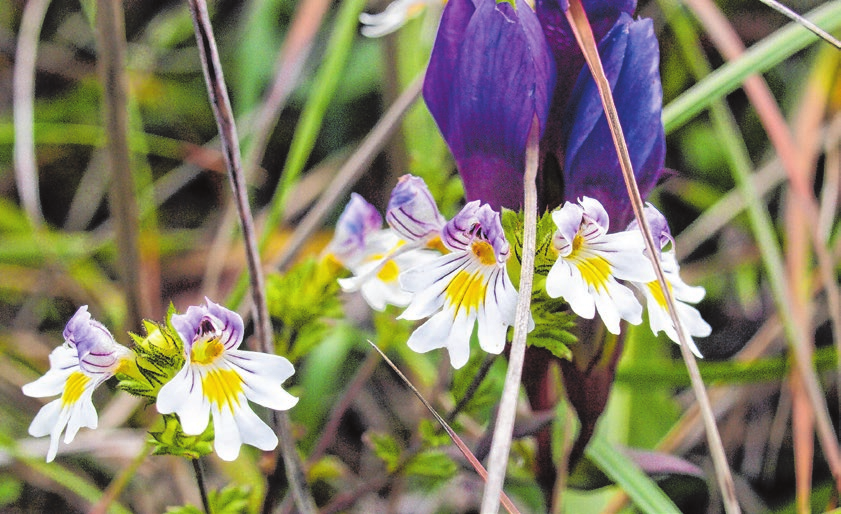 Ein häufig verwendetes Mittel in der Klassischen Homöopathie ist der Augentrost (Euphrasia). FOTO: VERLAG ANGELA FAILING-STRIEBEL