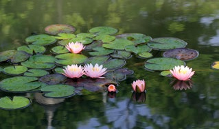 Auch Pflanzen wie Seerosen oder Wasserlinsen helfen, den Teich zu verschatten. Foto: leisuretime70-stock.adobe.com