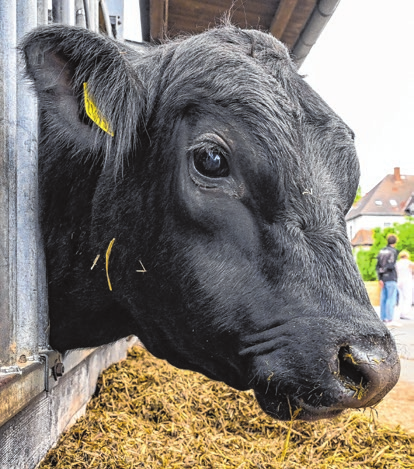 Auf Tuchfühlung gehen mit Mensch und Tier auf dem Land können die Besucher der 29. Brandenburger Landpartei. Foto: Patrick Pleul/Archiv