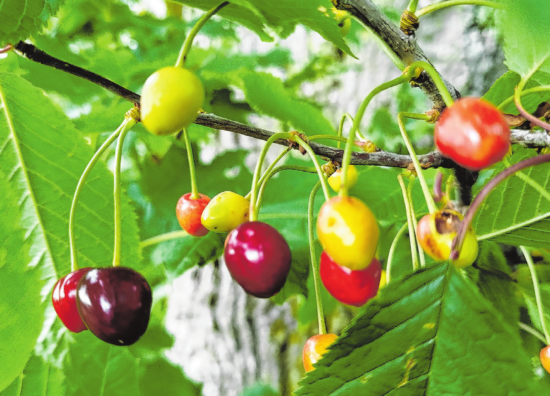 Lecker: Kirschen vom eigenen Baum können teils jetzt schon geerntet werden. Foto: Christian Treffer