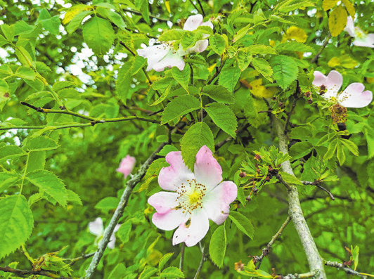 Bunte Hecken und Rosen bereichern das Grundstück.