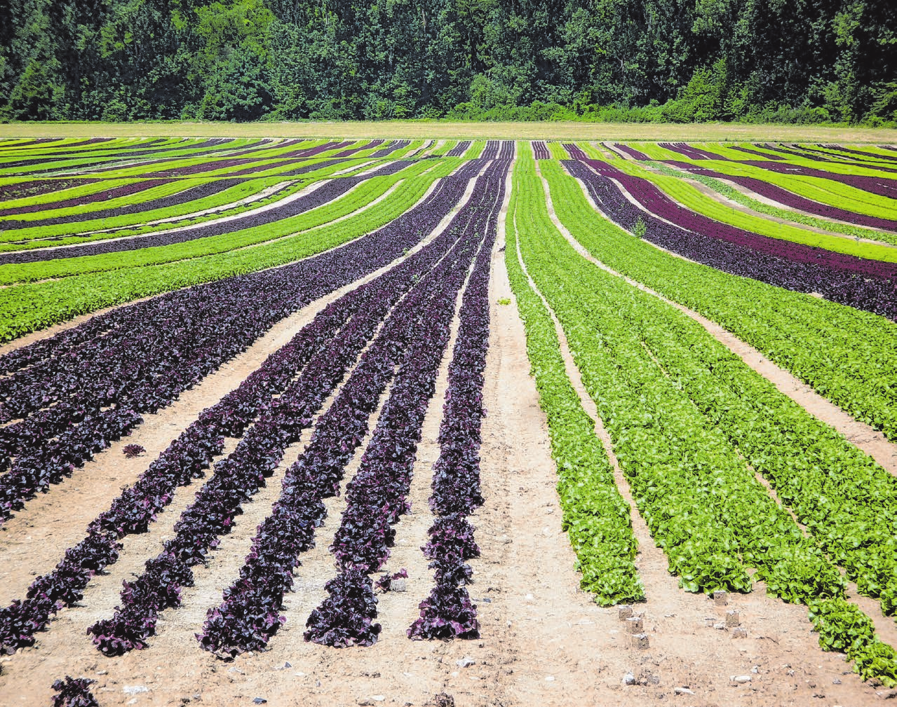 Zu wissen, woher Salat und Gemüse stammen und beides direkt beim Produzenten kaufen zu können, ist ein echter Pluspunkt. Archivfoto: Ralf Ott