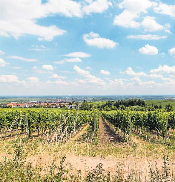 Wein, wandern, wohlfühlen FOTO: LAURA BRAUNBACH