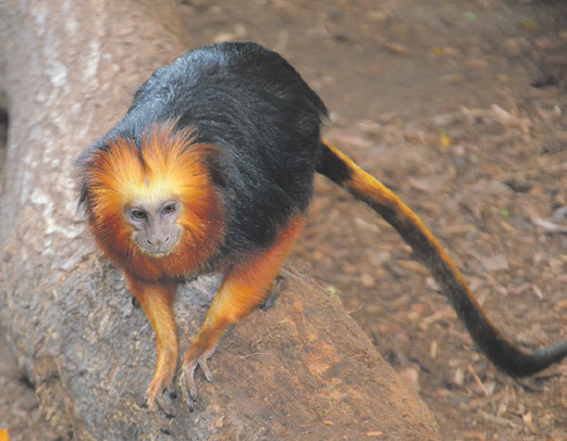 Im Tierpark Gettorf zu sehen: sehr seltene Goldkopflöwenäffchen