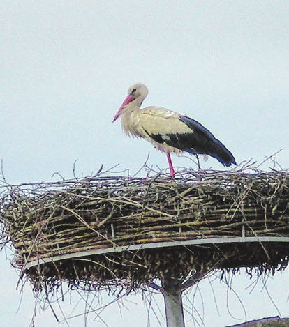 In Gögglingen brüten jedes Jahr Störche. Über einen Live-Stream lässt sich das Leben im Nest beobachten.