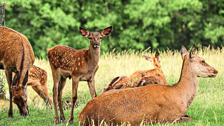 Wild ist das Leitthema am Schätzlhof, dessen Rotwildgehege mit 150 Tieren als ein wahrer Besuchermagnet für Jung und Alt gilt. - Fotos: privat