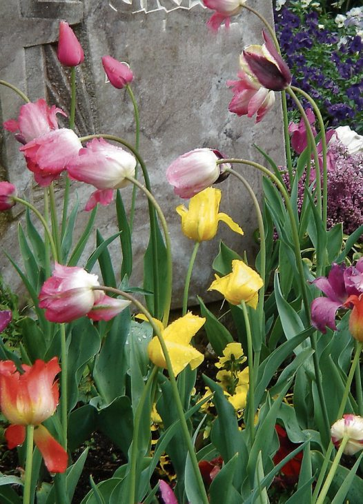 Farbstarke Tulpen haben eine enorme Leuchtkraft und sind schon von Weitem zu sehen.