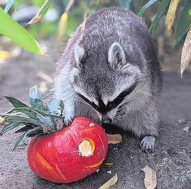 Halloween im Tierpark Gettorf macht auch den tierischen Bewohnern wie dem Waschbären Spaß. Fotos: Tierpark Gettorf