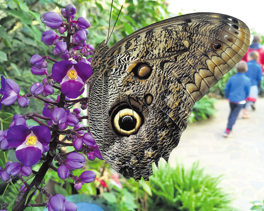 Im Bild ein faszinierendes Exemplar im Garten der Schmetterlinge: Der Bananenfalter, der auch Eulenauge genannt wird, weil er eine perfekte Imitation von Augen auf der Flügelaußenseite hat Foto: Garten der Schmetterlinge