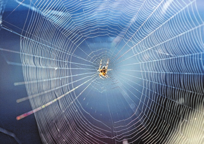 Eine Gartenkreuzspinne in ihrem Radnetz. Foto: Wolfgang Kumm