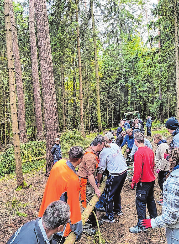 Mit vereinten Kräften wird die Fichte aus dem Wald gezogen und am Samstag um 11 Uhr aufgestellt.