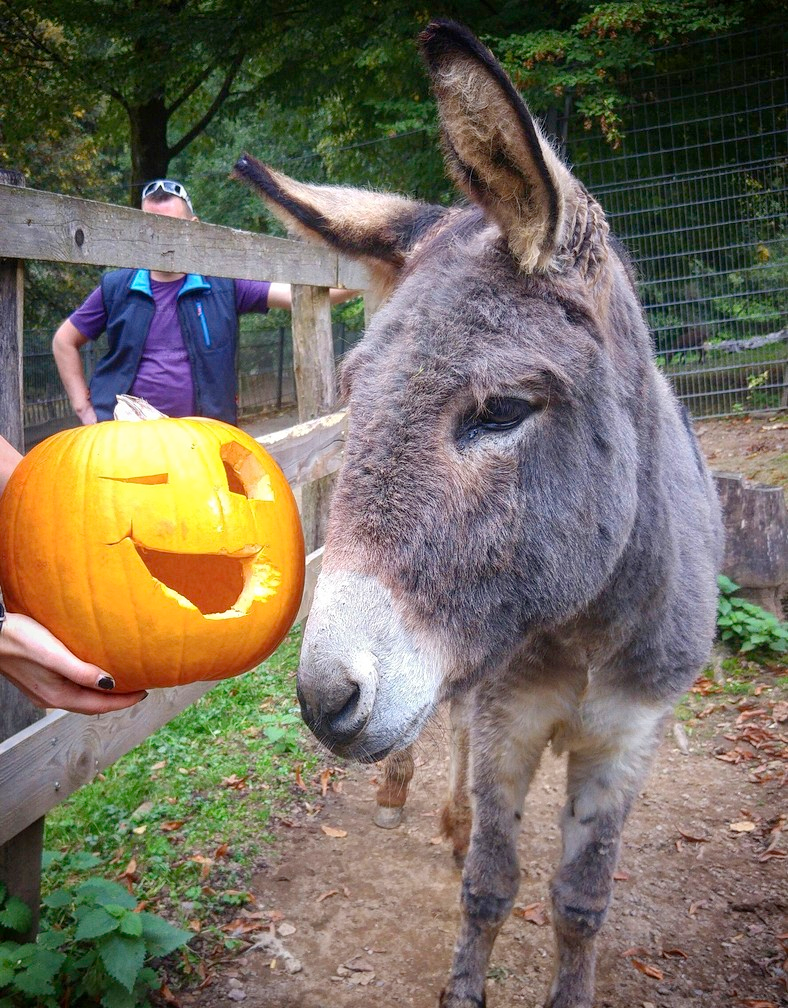 Der Esel macht sich wohl nichts aus Halloween. Vielleicht ist der Kürbisgeist aber zum Fressen da.