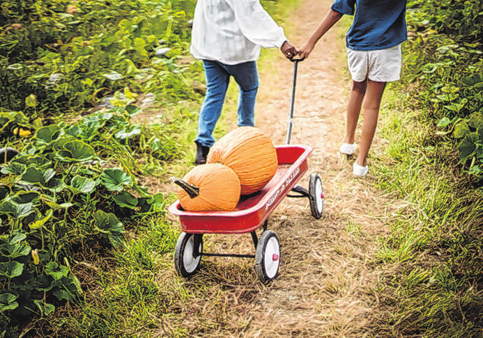 Kürbis für Halloween dekorieren oder lieber essen!