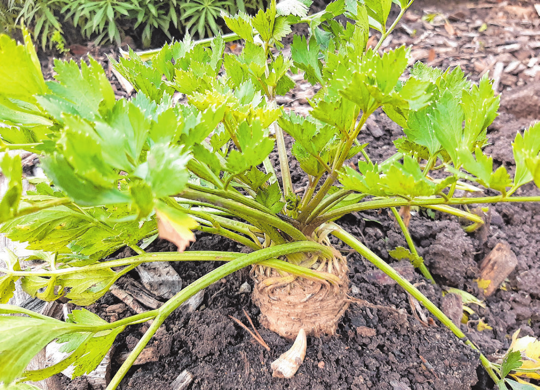 Sellerie aus dem eigenen Garten ist ganz besonders wohlschmeckend und auch sehr gesund.