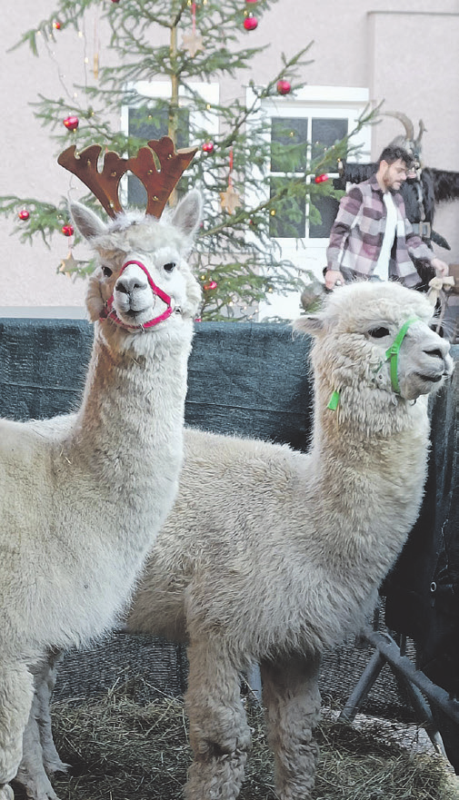 Die Alpakas sind in Steinbach gerne gesehen.