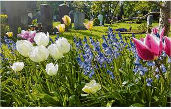 Im November ist die ideale Pflanzzeit von im Frühjahr blühenden Tulpen, Krokussen und anderen Frühlingsboten.