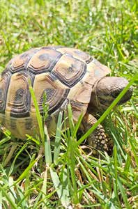 Henry fühlt sich wohl in seinem Garten