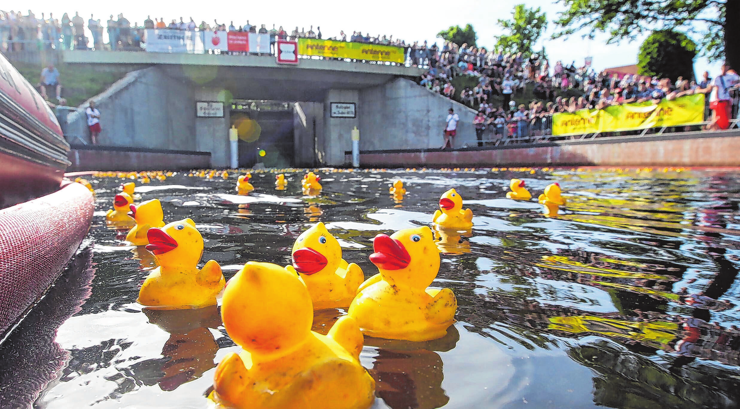 Auch das traditionelle Entenrennen wird in diesem Jahr wieder stattfinden. Fotos (2): Thomas Burckhardt