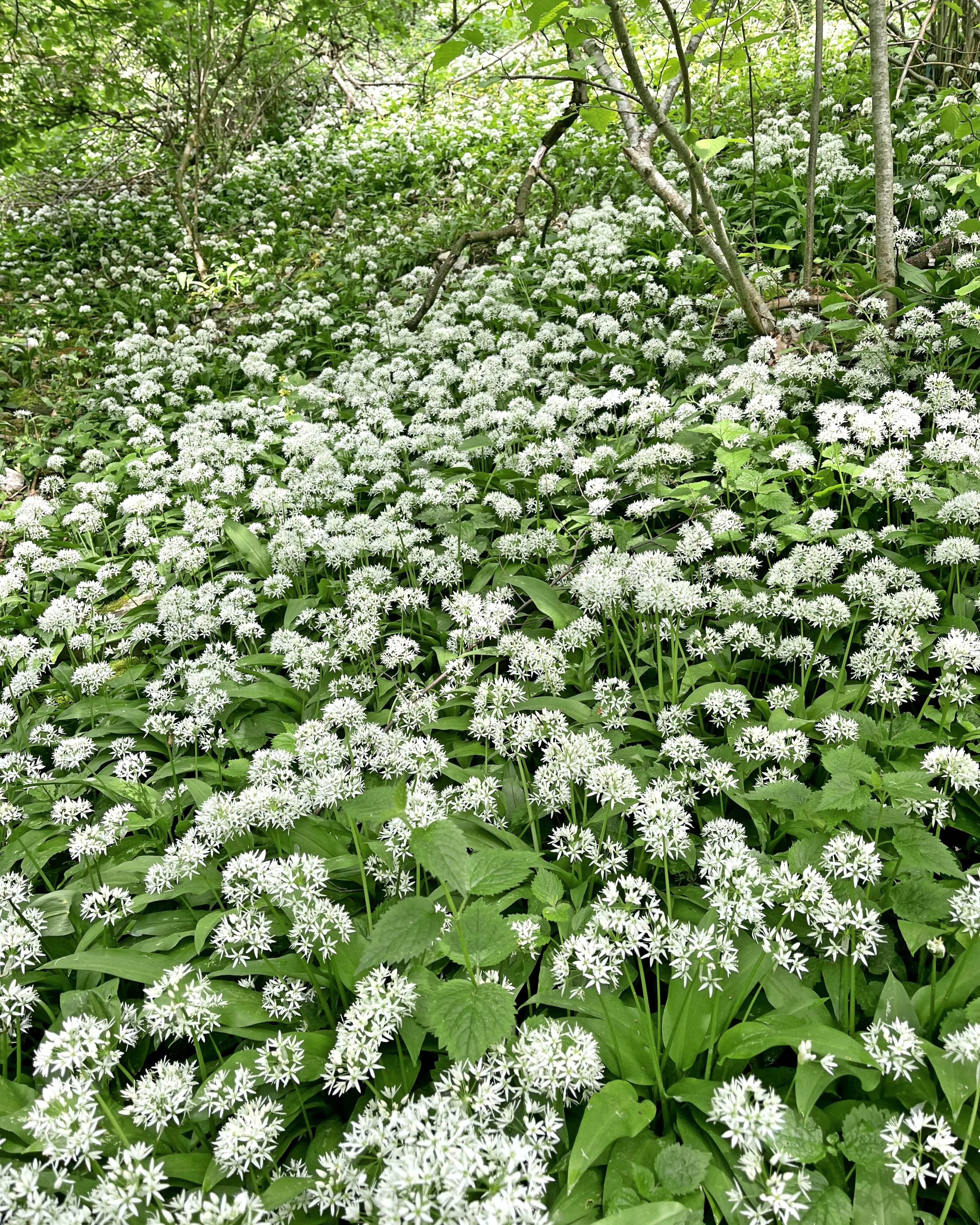 Frühlingsboten: Bärlauchblüten im Kupfertal.