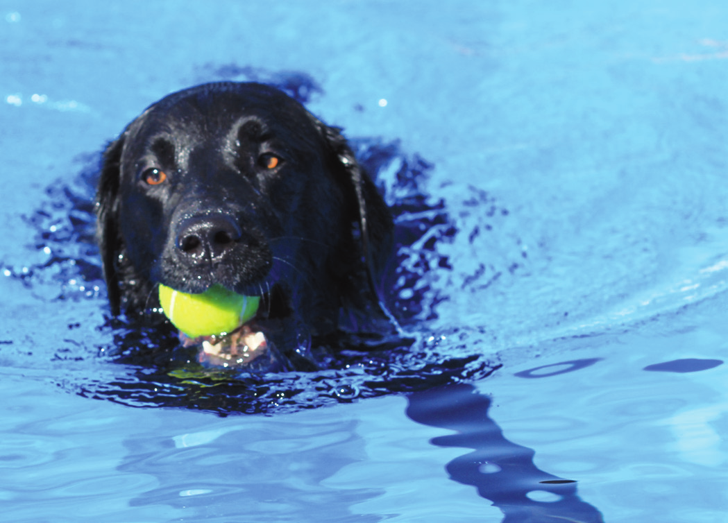 Abkühlung: Im Bennigser Freibad endet die Saison mit dem Hundeschwimmen.
