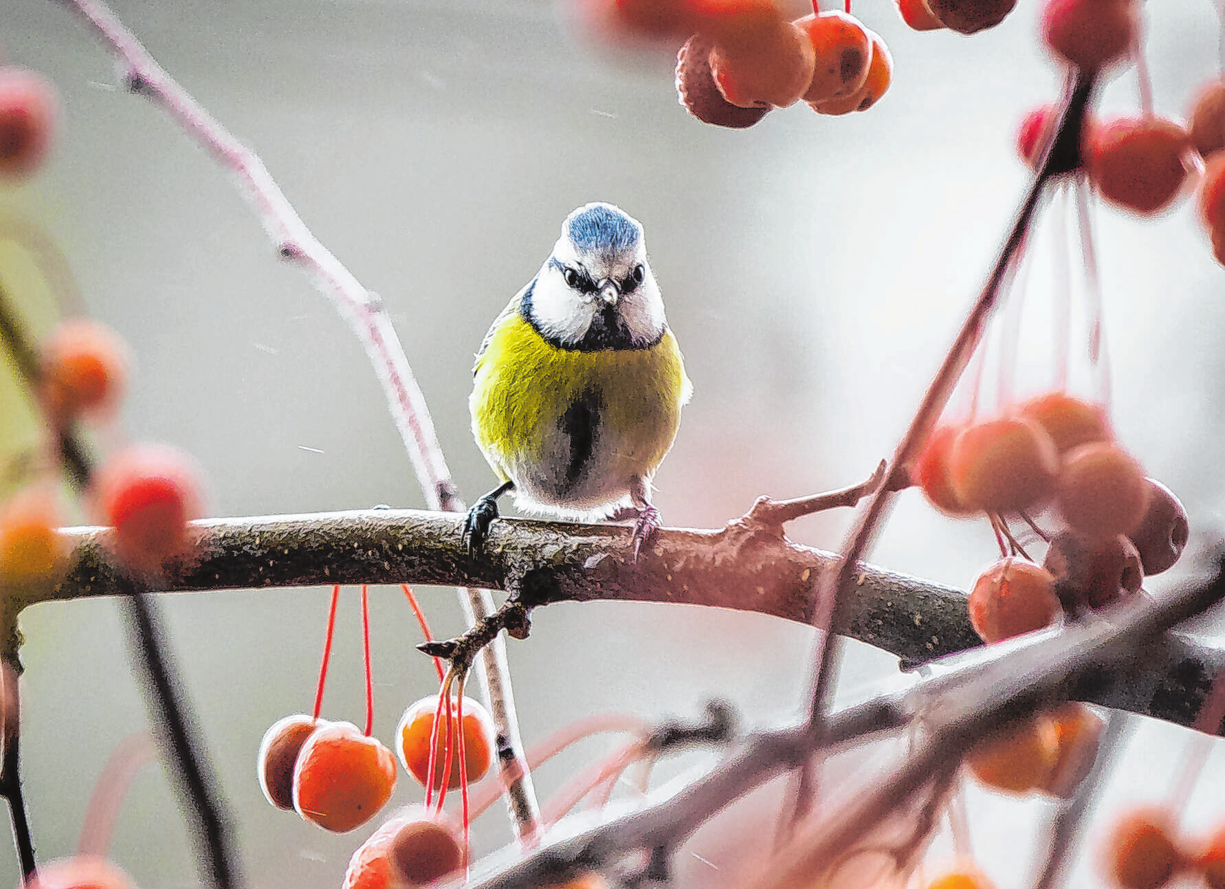 Gehölze mit Früchten wie der Zierapfel bieten Vögeln in den kalten Monaten Schutz und Nahrung. Foto: Rumpenhorst/dpa-mag